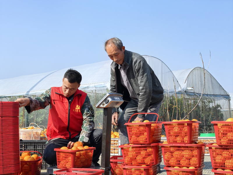 ““紅美人”變“黃金果””/